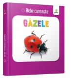 Bebe cunoaste: Gazele