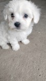 Bichon maltez