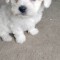 Bichon maltez
