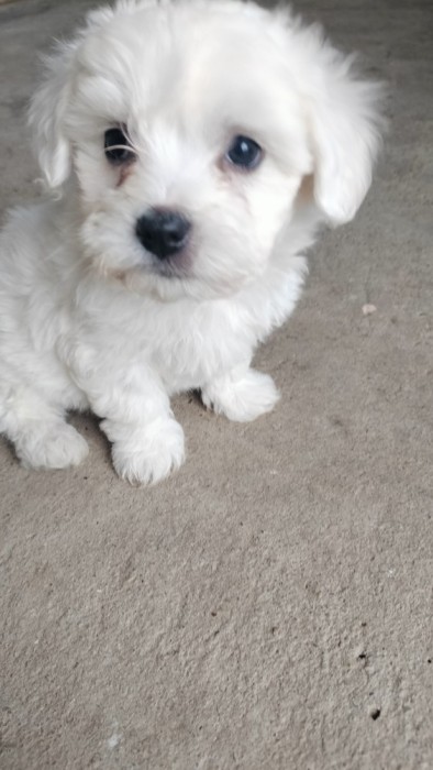 Bichon maltez
