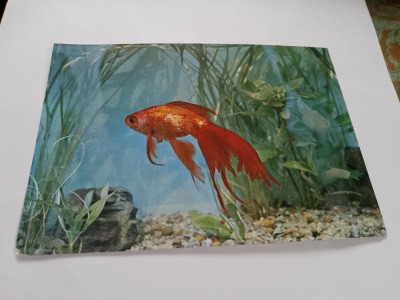 Carte postala acvariu constanta foto