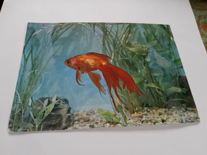 Carte postala acvariu constanta