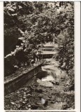 CPIB 22627 - CARTE POSTAL - SLANIC MOLDOVA. ALEEA IZVOARELOR