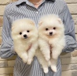 Pomeranian cu pedigree FCI