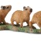 Capibara pui- collecta