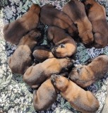 Vand Pui de Ciobanesc Belgian Malinois