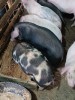 Purcei de V&acirc;nzare (7 săptăm&acirc;ni, 15-22 kg) - 550 RON Negociabil - Porci Botoșani