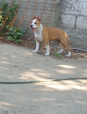 Vand pui amstaff foto