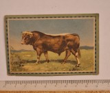 Chlorodont &ndash; card colecție &bdquo;Mamifere domestice&rdquo;, nr. 6 &bdquo;Vita din Allgau&rdquo; &ndash; c. 1932&ndash;35 &ndash; rom&acirc;nă, Brașov