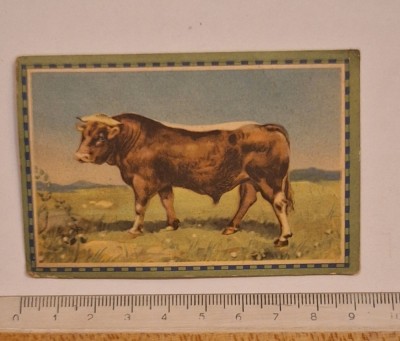 Chlorodont &amp;ndash; card colecție &amp;bdquo;Mamifere domestice&amp;rdquo;, nr. 6 &amp;bdquo;Vita din Allgau&amp;rdquo; &amp;ndash; c. 1932&amp;ndash;35 &amp;ndash; rom&amp;acirc;nă, Brașov foto