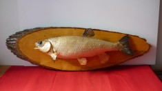 TROFEU DE CRAP PE PANOPLIE, PESTE IMPAIAT