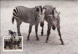 C2541 - Namibia 1991 fauna carte maxima