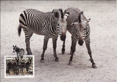 C2541 - Namibia 1991 fauna carte maxima foto