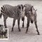 C2541 - Namibia 1991 fauna carte maxima