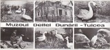 Bnk cp Tulcea - Muzeul Deltei Dunarii - uzata, Circulata, Printata