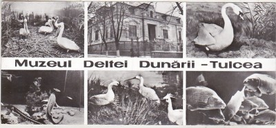 bnk cp Tulcea - Muzeul Deltei Dunarii - uzata foto