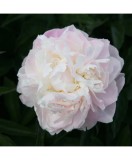 Bujor Rizom 2/3 muguri Paeonia Shirley Temple, alb, flori duble, 100cm, 5-6, Oem
