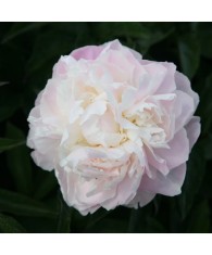 Bujor Rizom 2/3 muguri Paeonia Shirley Temple, alb, flori duble, 100cm, 5-6