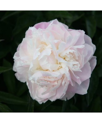 Bujor Rizom 2/3 muguri Paeonia Shirley Temple, alb, flori duble, 100cm, 5-6 foto
