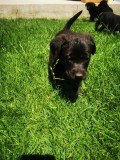 Labrador retriever negru