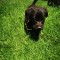 Labrador retriever negru