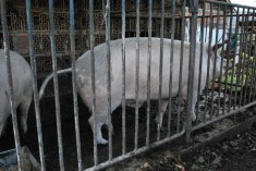 Porc de vanzare 160 - 180 kg foto