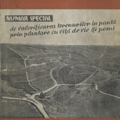 AS - GRADINA, VIA SI LIVADA ANUL XII, OCTOMBRIE 1963