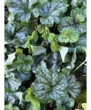 Planta Heuchera Silver Green &ndash; Plantă perenă decorativă prin frunze Ghiveci: 12 cm, Oem