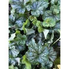 Planta Heuchera Silver Green &ndash; Plantă perenă decorativă prin frunze Ghiveci: 12 cm