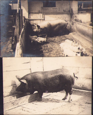 HST P937 Lot 2 poze cu porci perioada interbelică foto