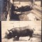 HST P937 Lot 2 poze cu porci perioada interbelică