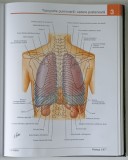 ATLAS DE ANATOMIE A OMULUI , EDITIA A IV - A de FRANK H. NETTER , 2008 *EDITIE CARTONATA