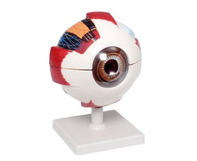 Ochi uman anatomic - Macheta educativa 3D demonstrativa - Scara 1:6 foto