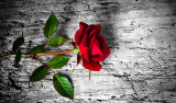 Cumpara ieftin Fototapet autocolant Trandafir rosu, 250 x 150 cm