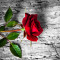 Autocolant Trandafir rosu, 270 x 200 cm