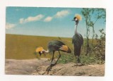 FA126 -Carte Postala- KENYA - Crested Crane at Masai Mara Gamen Reserve, necirculata
