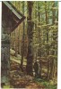 CPIB 18231 CARTE POSTALA - SINAIA. IN PADURE PE PISCUL CAINELUI, RPR, Circulata, Fotografie
