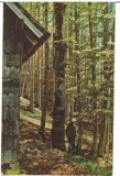 CPIB 18231 CARTE POSTALA - SINAIA. IN PADURE PE PISCUL CAINELUI, RPR