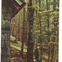 CPIB 18231 CARTE POSTALA - SINAIA. IN PADURE PE PISCUL CAINELUI, RPR