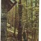 CPIB 18231 CARTE POSTALA - SINAIA. IN PADURE PE PISCUL CAINELUI, RPR
