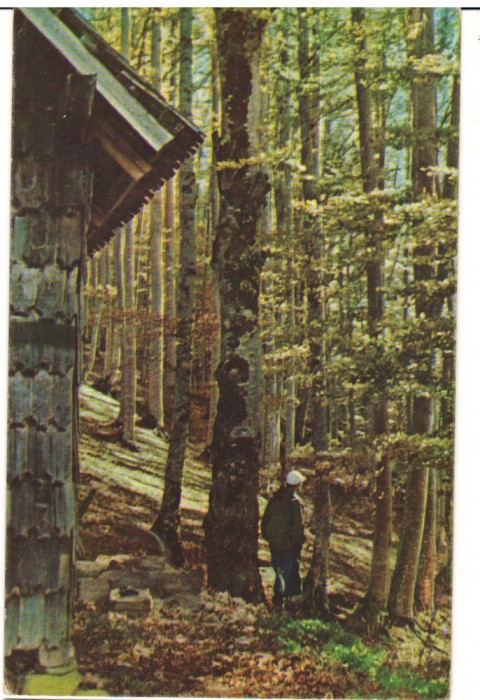 CPIB 18231 CARTE POSTALA - SINAIA. IN PADURE PE PISCUL CAINELUI, RPR