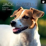 Jack Russells - 2024 Square Wall Calendar