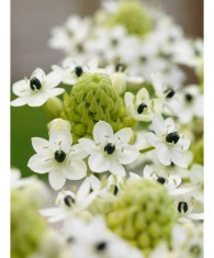 Ornithogalum Saundersiae, Steaua Arabiei, 18/20, Alb, bulbi
