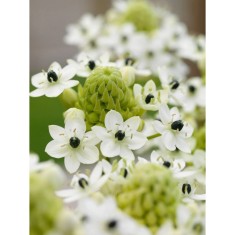 Ornithogalum Saundersiae, Steaua Arabiei, 18/20, Alb, bulbi