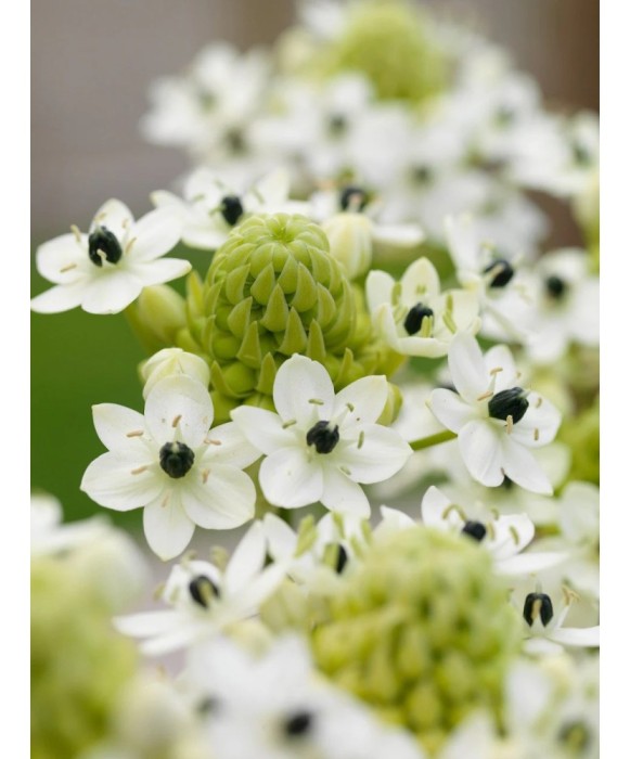 Ornithogalum Saundersiae, Steaua Arabiei, 18/20, Alb, bulbi