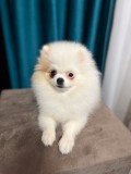 Pomeranian femela