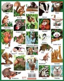 Luna-Betiluna si Dora-Minodora, prietene cu doi arici si alte animale mici | Anamaria Smigelschi