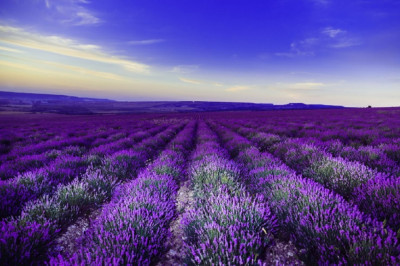 Fototapet de perete autoadeziv si lavabil Lavanda1, 250 x 200 cm foto