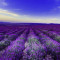 Tablou canvas Lavanda1, 105 x 70 cm