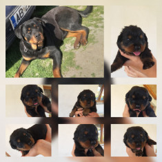 Vand pui rottweiler foto